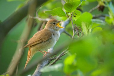 Yaygın bir Nightingale çalıların arasında oturmuş şarkı söylüyor, güneşli bir bahar sabahı, Viyana 'da (Avusturya))