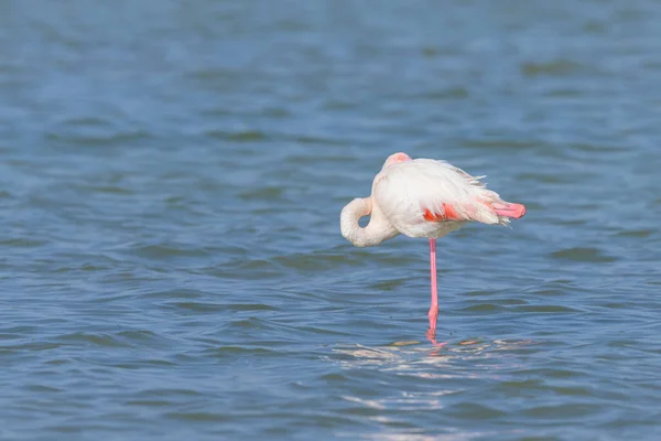 Greater Flamingos Standing Water Sunny Morning Springtime Camargue Provenza Francia — Foto de Stock
