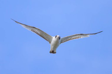Siyah başlı bir martı (Chroicocephalus ridibundus) Fransa sahillerinde uçuyor, güneşli bir gün, mavi gökyüzü