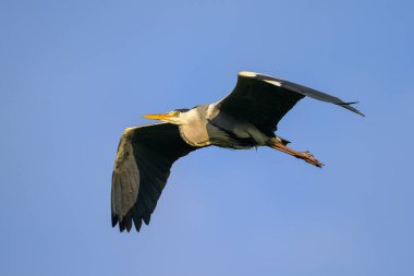 Bir gri balıkçıl (Ardea cinerea) uçan mavi gökyüzü, (Viyana, Avusturya), ilkbaharda güneşli bir gün