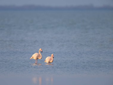 Suda duran bir grup Flamingo, ilkbaharda güneşli bir sabah, Camargue (Provence, Fransa)