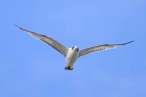 Racek Černohlavý Chroicocephalus Ridibundus Letu Pláži Francii Slunečný Den Modrá — Stock fotografie