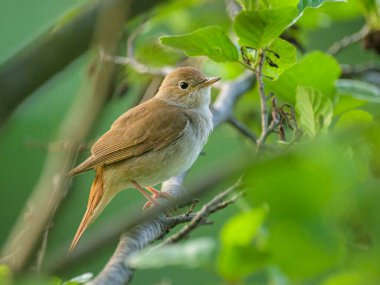Yaygın bir bülbül, ilkbaharda güneşli bir sabah, Viyana 'da bir çalılıkta oturur.)