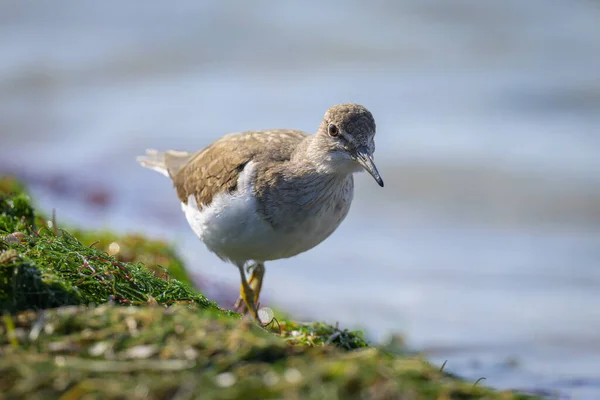 stock image A Common Sandpiper walking near water looking for food, sunny day in springtime in Camargue (Provence, France)