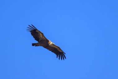 Mavi gökyüzünün önünde uçan bir griffon akbabası (Gyps fulvus), ilkbaharda güneşli bir gün, Cres (Hırvatistan))