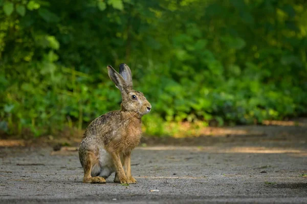 European Hare Sitting Pathway Park City Vienna Austria — Stock Photo, Image