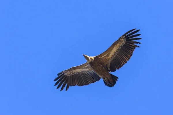 One Griffon Vulture Gyps Fulvus Flying Front Blue Sky Sunny — Stock Photo, Image
