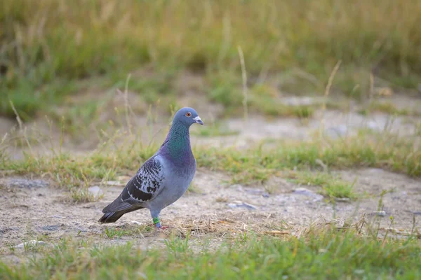 Domestic Pigeon Standing Ground Cloudy Morning Northern France — Stock Photo, Image