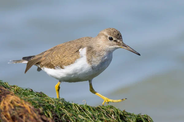 Common Sandpiper Walking Water Looking Food Sunny Day Spring Camargue — Foto de Stock