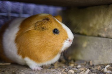 Kümesteki güzel beyaz kahverengi bir kobay.