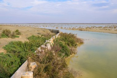 Bahar zamanı güneşli bir günde Camargue 'de sulak alanlar, Provence (Fransa)