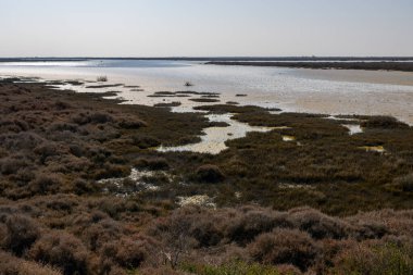 Bahar zamanı güneşli bir günde Camargue 'de sulak alanlar, Provence (Fransa)