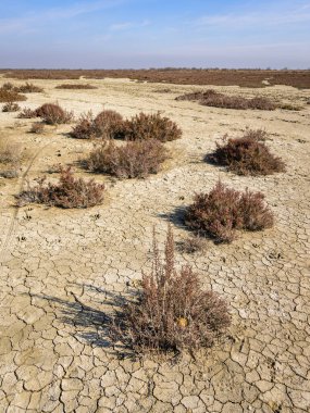 Bahar mevsiminde güneşli bir günde Camargue 'de sulak alanlar, kuru zemin, Provence (Fransa))