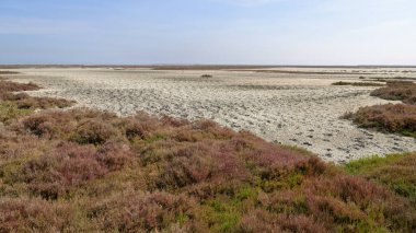 Bahar zamanı güneşli bir günde Camargue 'de sulak alanlar, Provence (Fransa)