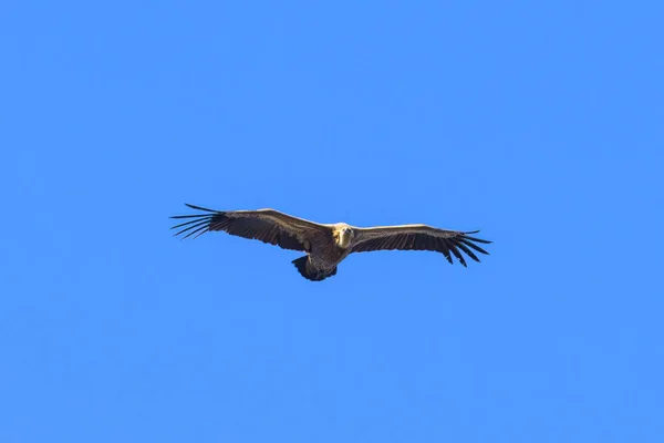 Abutre Griffon Gyps Fulvus Voando Frente Céu Azul Dia Ensolarado — Fotografia de Stock
