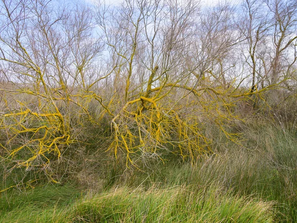 Drzewa Pokryte Porostem Camargue Słoneczny Dzień Wiosną Prowansja Francja — Zdjęcie stockowe