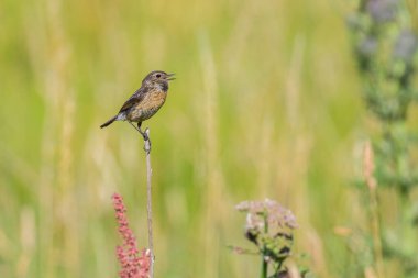 A common stonechat (Saxicola torquatus) sitting on a small twig, sunny day in summer, northern France