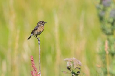 A common stonechat (Saxicola torquatus) sitting on a small twig, sunny day in summer, northern France