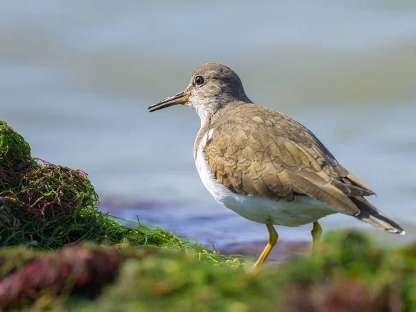 Common Sandpiper Walking Water Looking Food Sunny Day Spring Camargue — стоковое фото