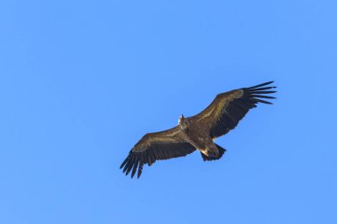 Mavi gökyüzünün önünde uçan bir griffon akbabası (Gyps fulvus), ilkbaharda güneşli bir gün, Cres (Hırvatistan))
