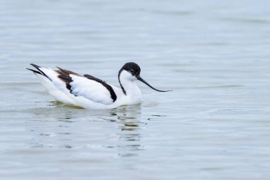 Sığ sularda yürüyen bir Pied Avocet, Camargue 'de bahar mevsimi (Provence, Fransa)