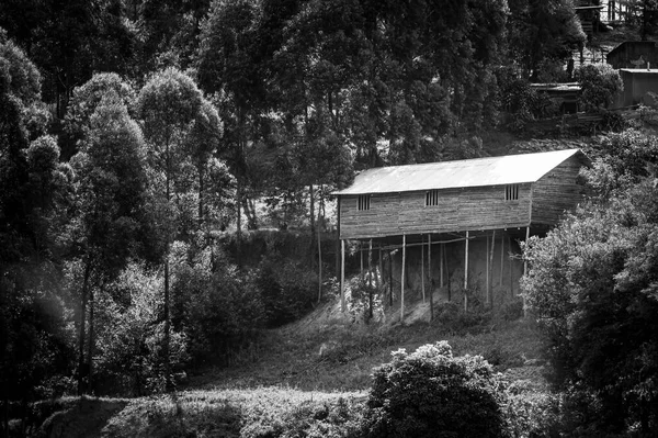 ウガンダのブニヨン湖の小さな島にあるユーカリの木の間にある木造の家 — ストック写真