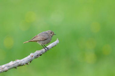 Dişi bir kızıl, yeşil arka planda bir dalda oturuyor.
