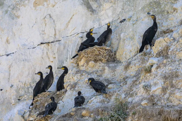 Grupo Grandes Cormoranes Descansando Sus Nidos Acantilado Cerca Del Mar — Foto de Stock