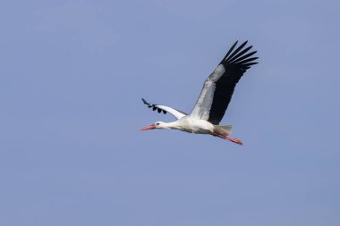 Baharda güneşli bir günde uçmakta olan bir Beyaz Leylek, mavi gökyüzü, Camargue (Provence, Fransa)