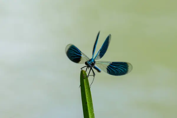 奥地利 维也纳 夏天阳光明媚的一天 一只雄性带着翅膀的可怜虫栖息在植物展开的翅膀上 — 图库照片