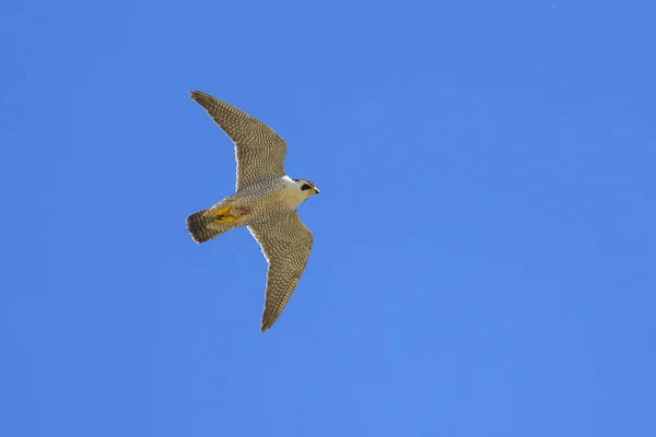 Falco Pellegrino Volo Cielo Blu Francia Settentrionale — Foto Stock