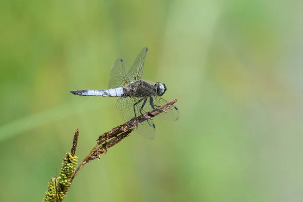 Scarce Chaser Dragonfly Libellula Fulva Resting Water Sunny Day Springtime — Stock Photo, Image