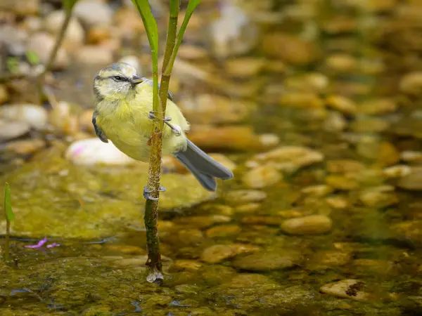 Juvenile Blue Tit Sitting Plant Water Sunny Day Summer Vienna — стоковое фото