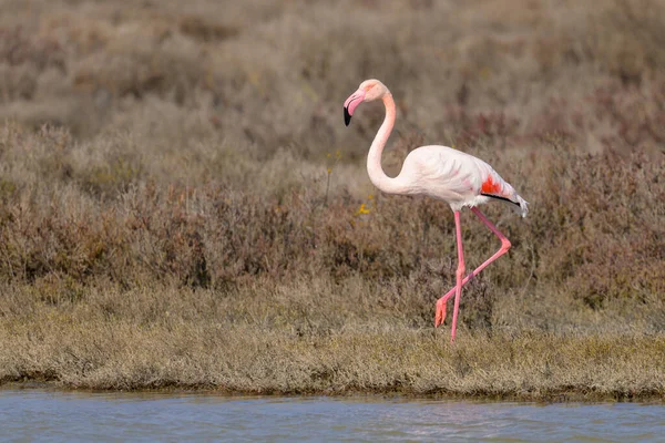 Greater Flamingo Walking Water Looking Food Sunny Morning Spring Camargue — Foto de Stock