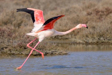 Bir Greater Flamingo kalkış için koşuyor, ilkbaharda güneşli bir sabah, Camargue (Provence, Fransa)