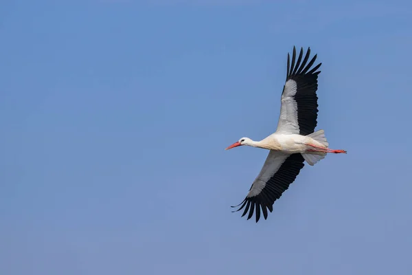 White Stork Flight Sunny Day Springtime Blue Sky Camargue Provence — Stock Photo, Image