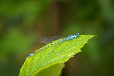 Gökkuşağı sineği (Coenagrion puella) yeşil bir yaprağın üzerinde güneşli bir yaz günü dinlenir.