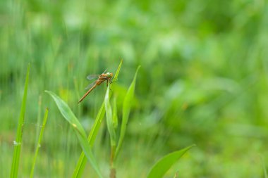 Yeşil gözlü bir şahin (Aeshna isoceles) yazın güneşli bir günde bir bitkinin üzerinde dinlenir, Viyana (Avusturya))