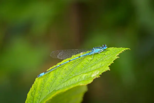 在夏日阳光明媚的绿叶上栖息着一只蓝色的果蝇 — 图库照片