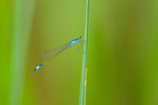 Eine Gemeine Blauzungenlibelle Ischnura Elegans Ruht Auf Einem Gras Sonniger — Stockfoto
