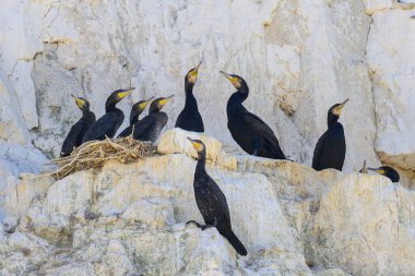 Bir grup büyük karabatak yuvalarında dinleniyor Kuzey Fransa 'da deniz kenarındaki bir uçurumda.