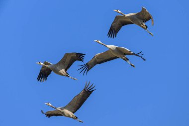 Bir grup ortak turna kuşu mavi gökyüzünde uçuyor, Camargue 'de baharın güneşli bir günü (Fransa)