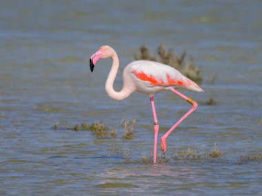 Suda yürüyen ve yiyecek arayan bir Büyük Flamingo, ilkbaharda güneşli bir sabah, Camargue (Provence, Fransa)