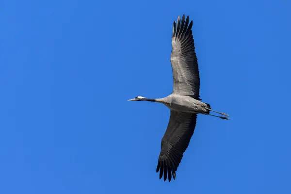 A Common Crane flying blue sky, sunny day in springtime in Camargue (France)