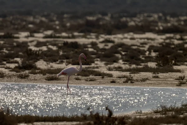 A Greater Flamingo standing in the water and looking for food, sunny morning in springtime, Camargue (Provence, France)
