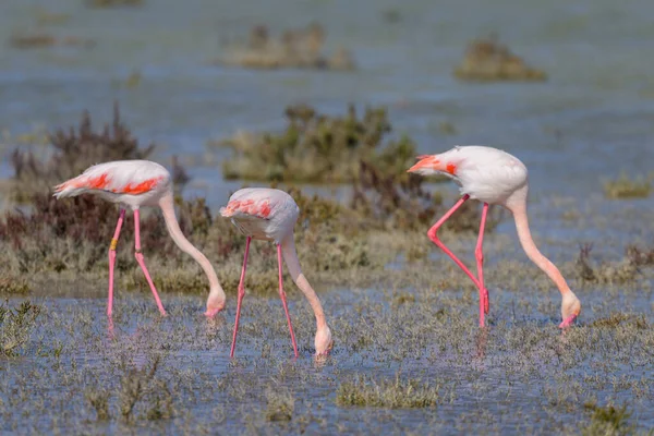 Een Groep Van Grote Flamingo Wandelen Het Water Zoek Naar — Stockfoto