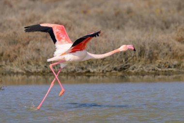 Bir Greater Flamingo kalkış için koşuyor, ilkbaharda güneşli bir sabah, Camargue (Provence, Fransa)