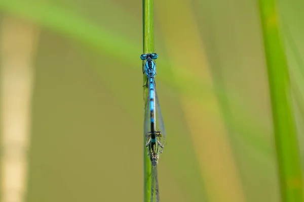 Ein Paar Der Gemeinen Blauen Libellen Enallagma Cyathigerum Ruht Sonniger — Stockfoto