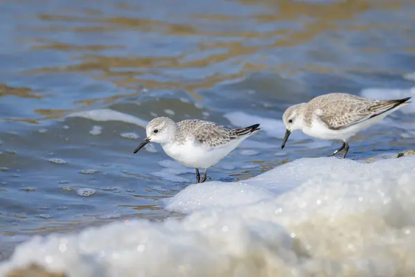 Sanderling Running Shore Sea Sunny Day Early Springtime Camargue France — Stock Photo, Image