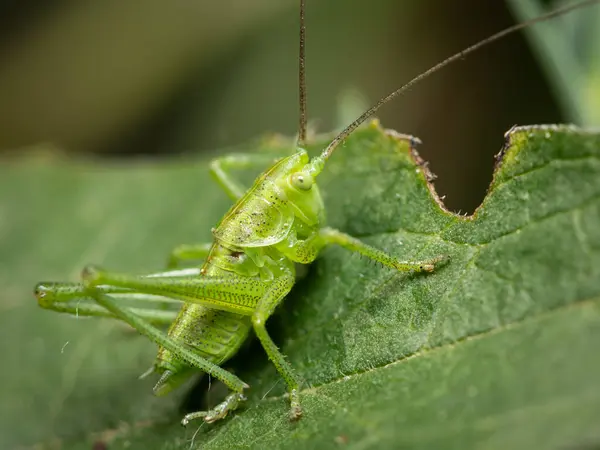 Büyük yeşil bir cırcır böceği (Tettigonia viridissima) bir yaprağın üzerinde dinleniyor.